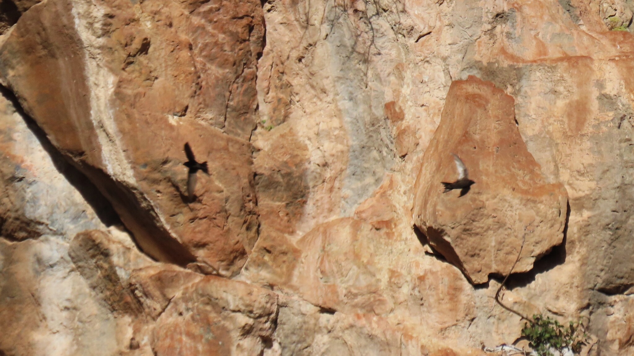 African Black Swift (Apus barbatus), photo 2