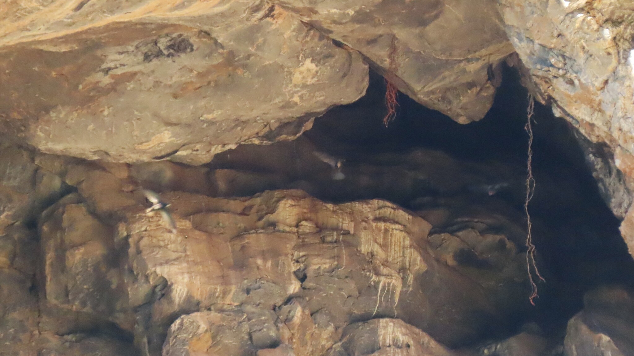 African Black Swift (Apus barbatus), photo 6