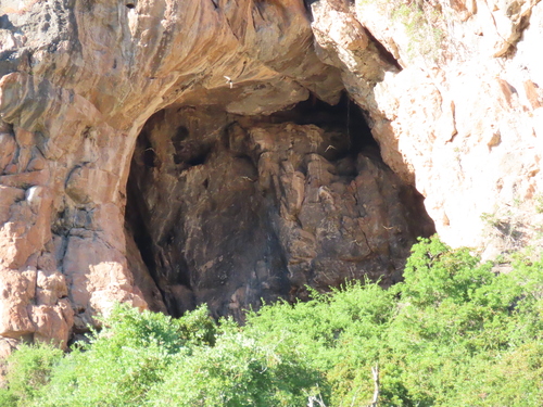 African Black Swift (Apus barbatus), photo 7