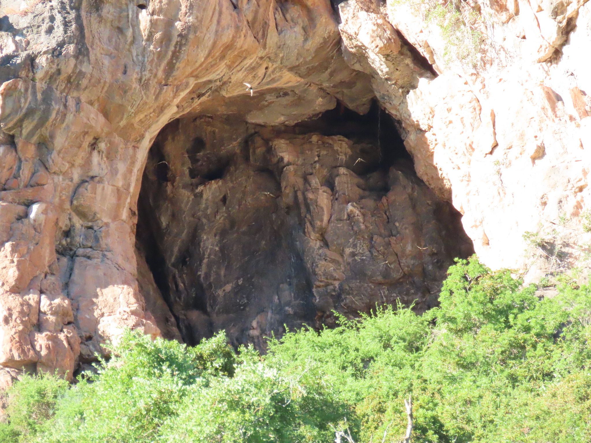 African Black Swift (Apus barbatus), photo 7