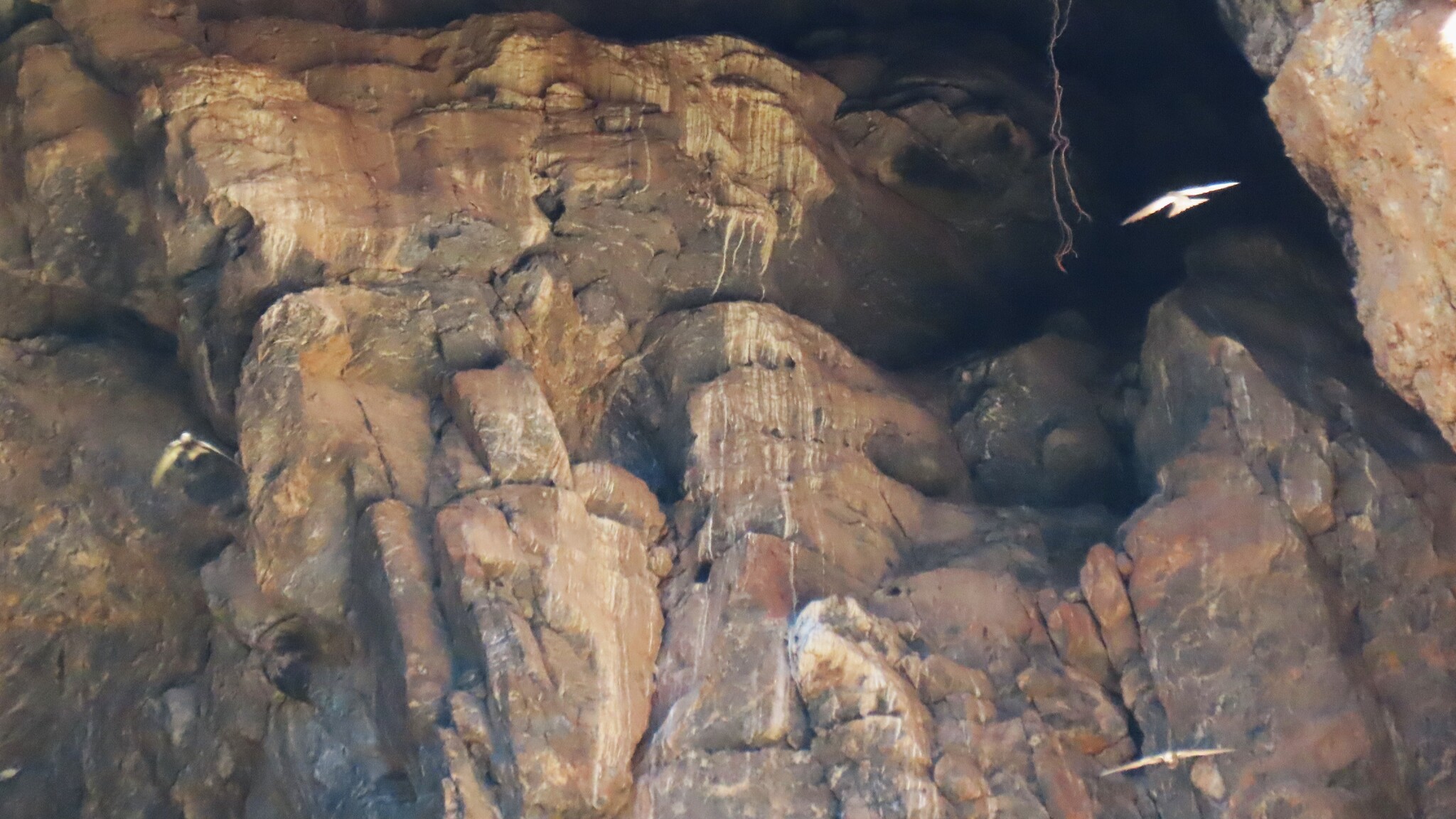 African Black Swift (Apus barbatus), photo 8