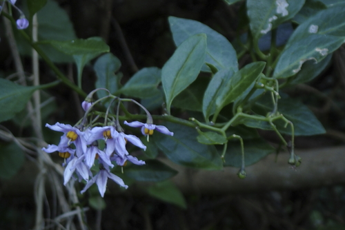Image of Solanum africanum by (c) Karen Eichholz, some rights reserved (CC BY)