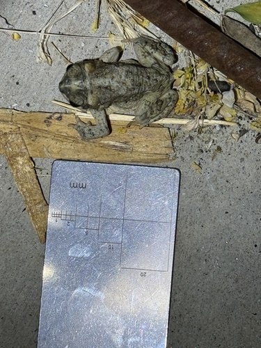 iNaturalist observation photo of Red-spotted Toad