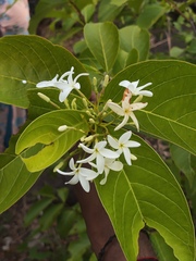 Common name:Scientific name: Elytoprus psubsecnesFamily:Native to:Description:Habitat:Uses: (Elytropus pubescens)