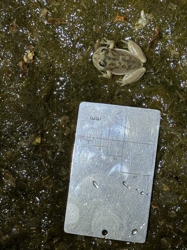 iNaturalist observation photo of California Tree Frog