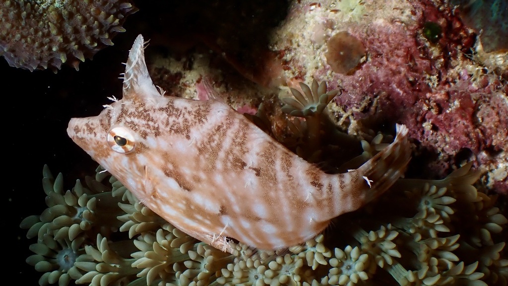 Radial Leatherjacket