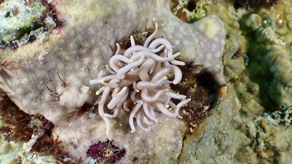 Yellow-tipped Phyllodesmium