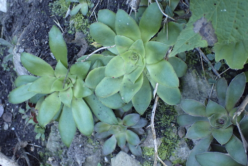 Crassula orbicularis