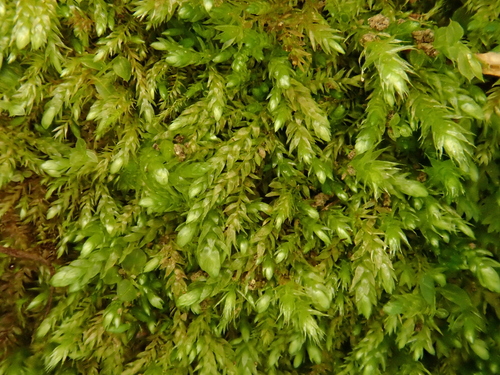 Depressed Feather-moss (Taxiphyllum wissgrillii)