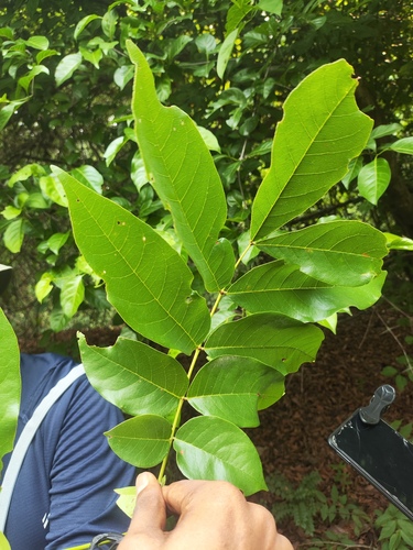 ironwood of Burma (Xylia xylocarpa)