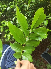 Xylia xylocarpa, photograph (c) Ashwin A, some rights reserved (CC BY)