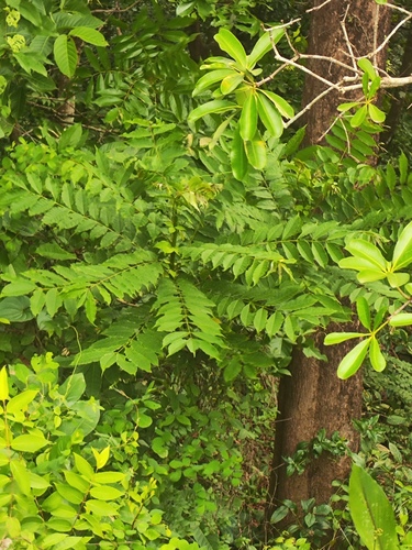 Indian prickly ash (Zanthoxylum rhetsa)