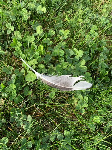 Plume de Goéland dominicain