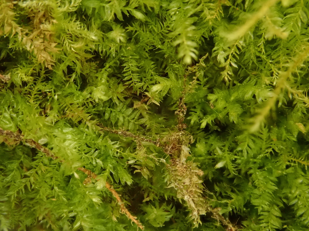 Oxyrrhynchium distichum