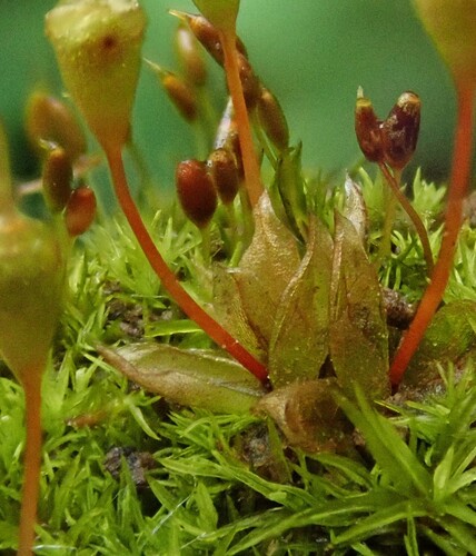 Image of Weissia brachycarpa by (c) Christian Berg, some rights reserved (CC BY)