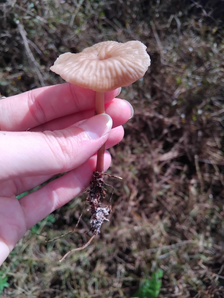 Collybia kurara · April 2025 · photo: © sofiazed1 (iNaturalist, cc-by)