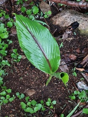Curcuma caesia