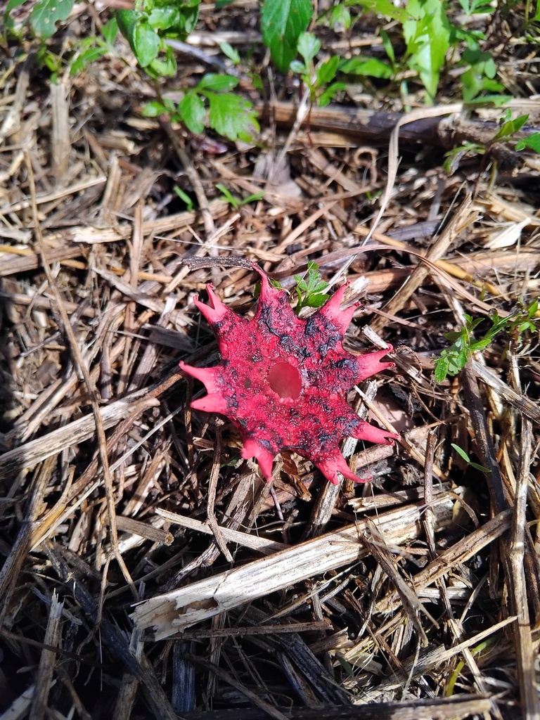 Aseroe rubra · April 2025 · photo: © sofiazed1 (iNaturalist, cc-by)