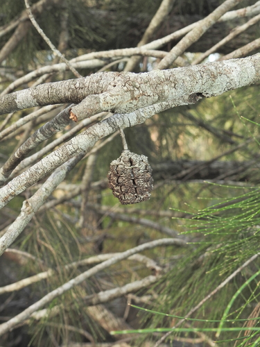 Image of Australian mahogany by (c) Scott W. Gavins, some rights reserved (CC BY)