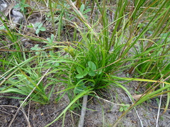 Carex viridula