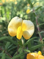 Arachis glabrata