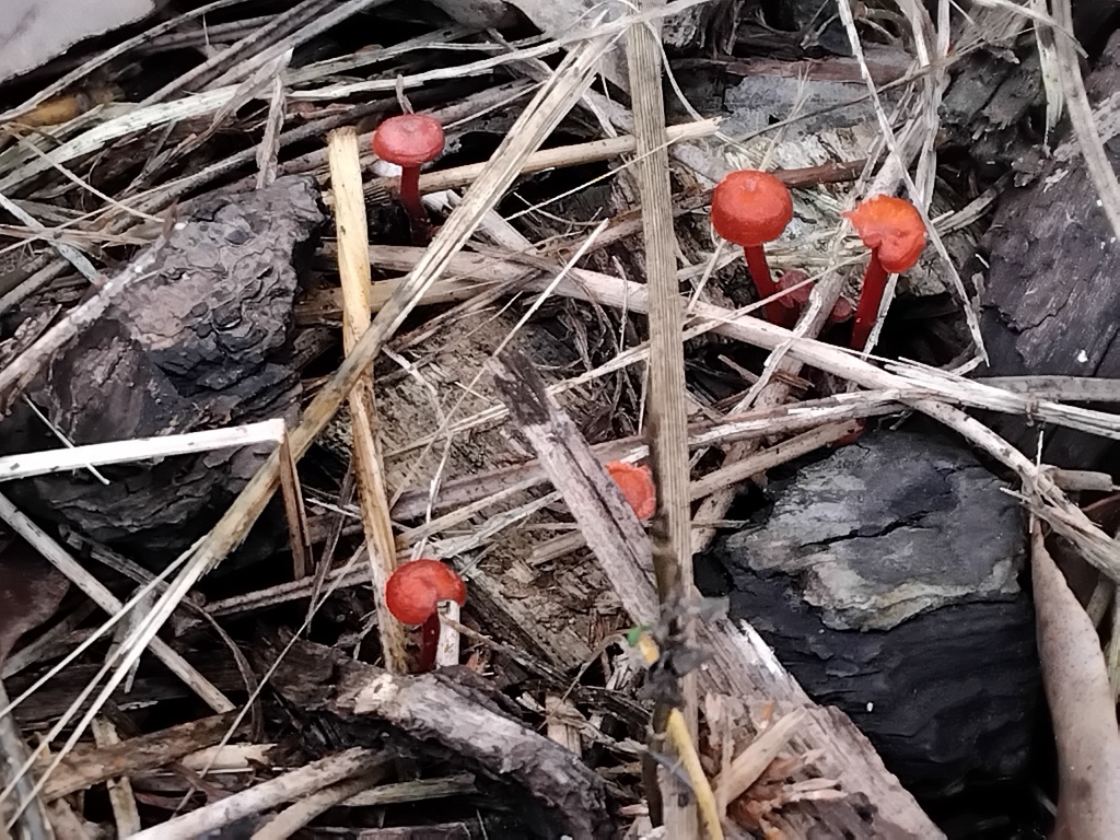 Cruentomycena viscidocruenta · April 2025 · photo: © sofiazed1 (iNaturalist, cc-by)
