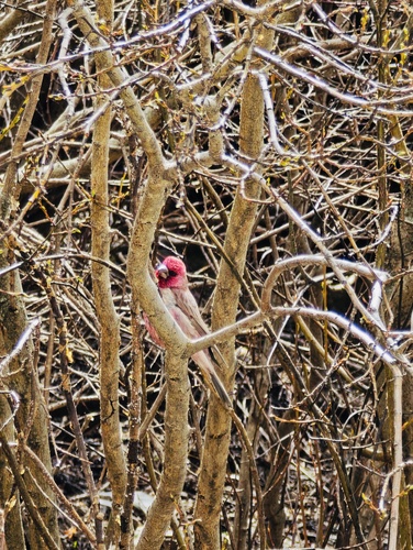 Great Rosefinch