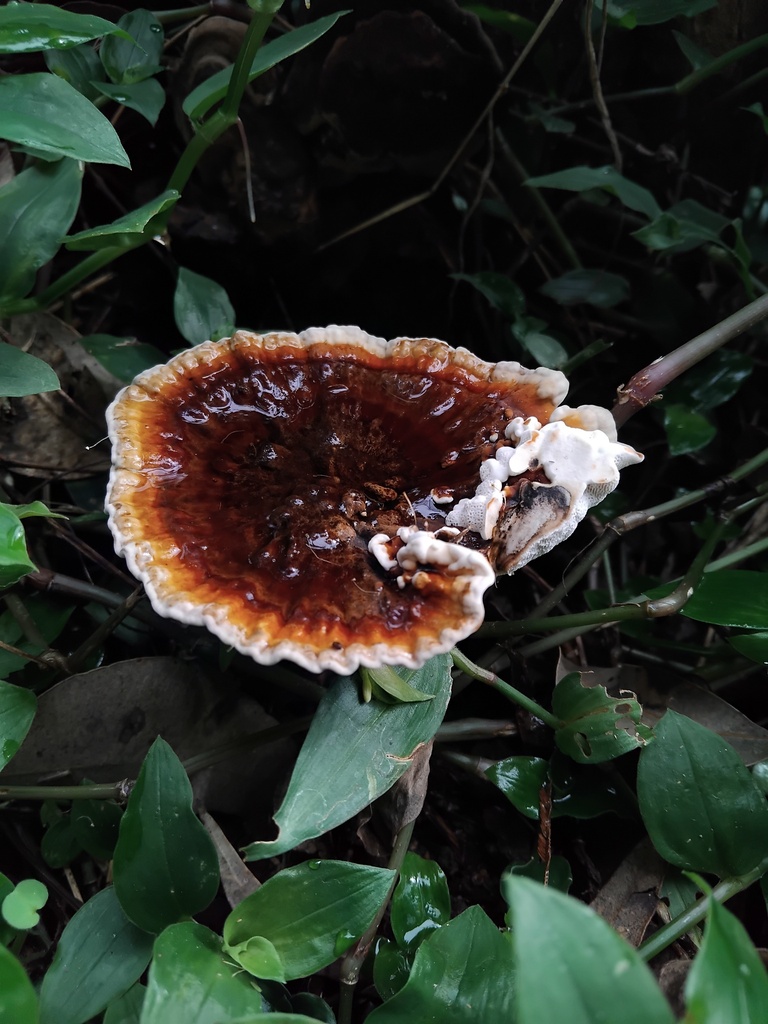 Sanguinoderma rude · April 2025 · photo: © sofiazed1 (iNaturalist, cc-by)
