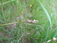 Carex leporina