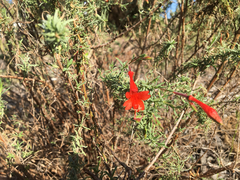 Epilobium canum angustifolium