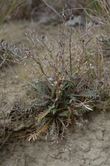 Lepidium sisymbrioides