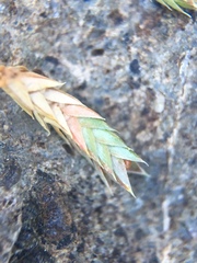 Selaginella densa scopulorum