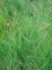 Agrostis canina