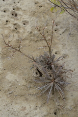 Lepidium sisymbrioides