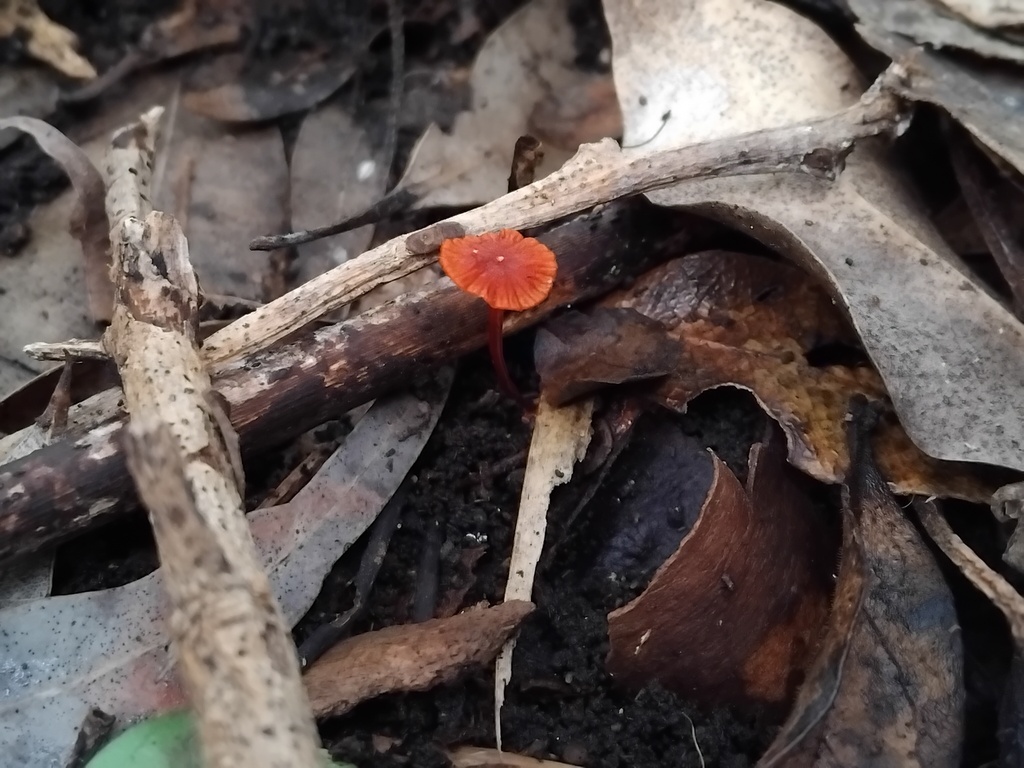 Cruentomycena viscidocruenta · April 2025 · photo: © sofiazed1 (iNaturalist, cc-by)