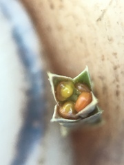 Selaginella densa scopulorum