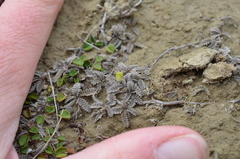 Dichondra brevifolia