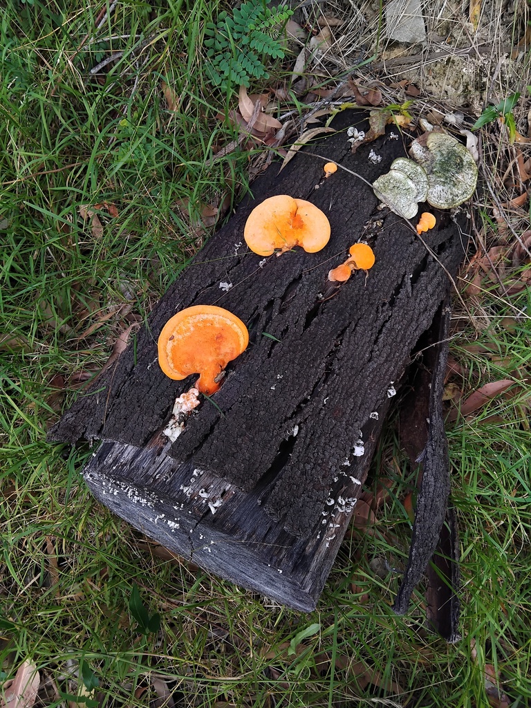 Trametes coccinea · April 2025 · photo: © sofiazed1 (iNaturalist, cc-by)