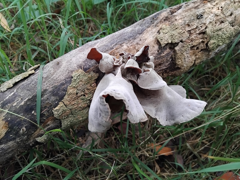 Auricularia cornea · April 2025 · photo: © sofiazed1 (iNaturalist, cc-by)