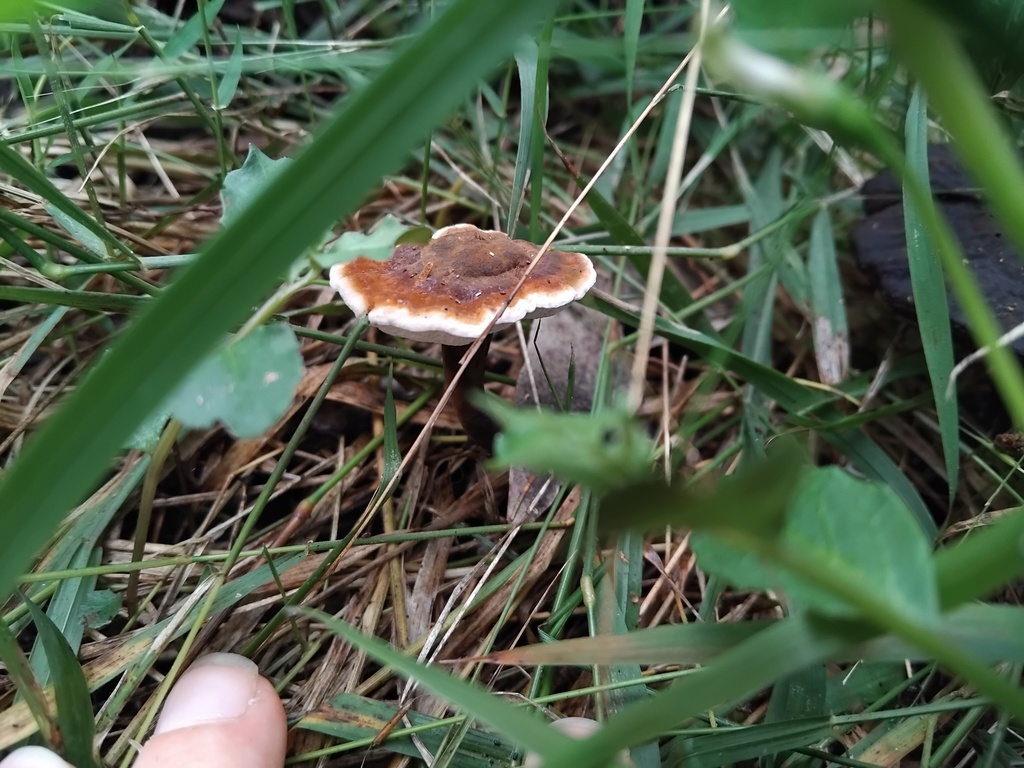 Sanguinoderma rude · April 2025 · photo: © sofiazed1 (iNaturalist, cc-by)