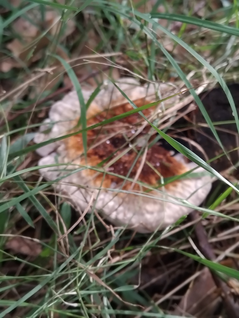 Sanguinoderma rude · April 2025 · photo: © sofiazed1 (iNaturalist, cc-by)