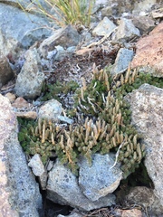 Selaginella densa scopulorum