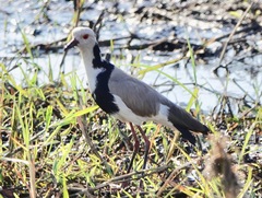 Vanellus crassirostris