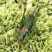 Antaxius hispanicus - Photo (c) ramonhoms,  זכויות יוצרים חלקיות (CC BY-NC), הועלה על ידי ramonhoms