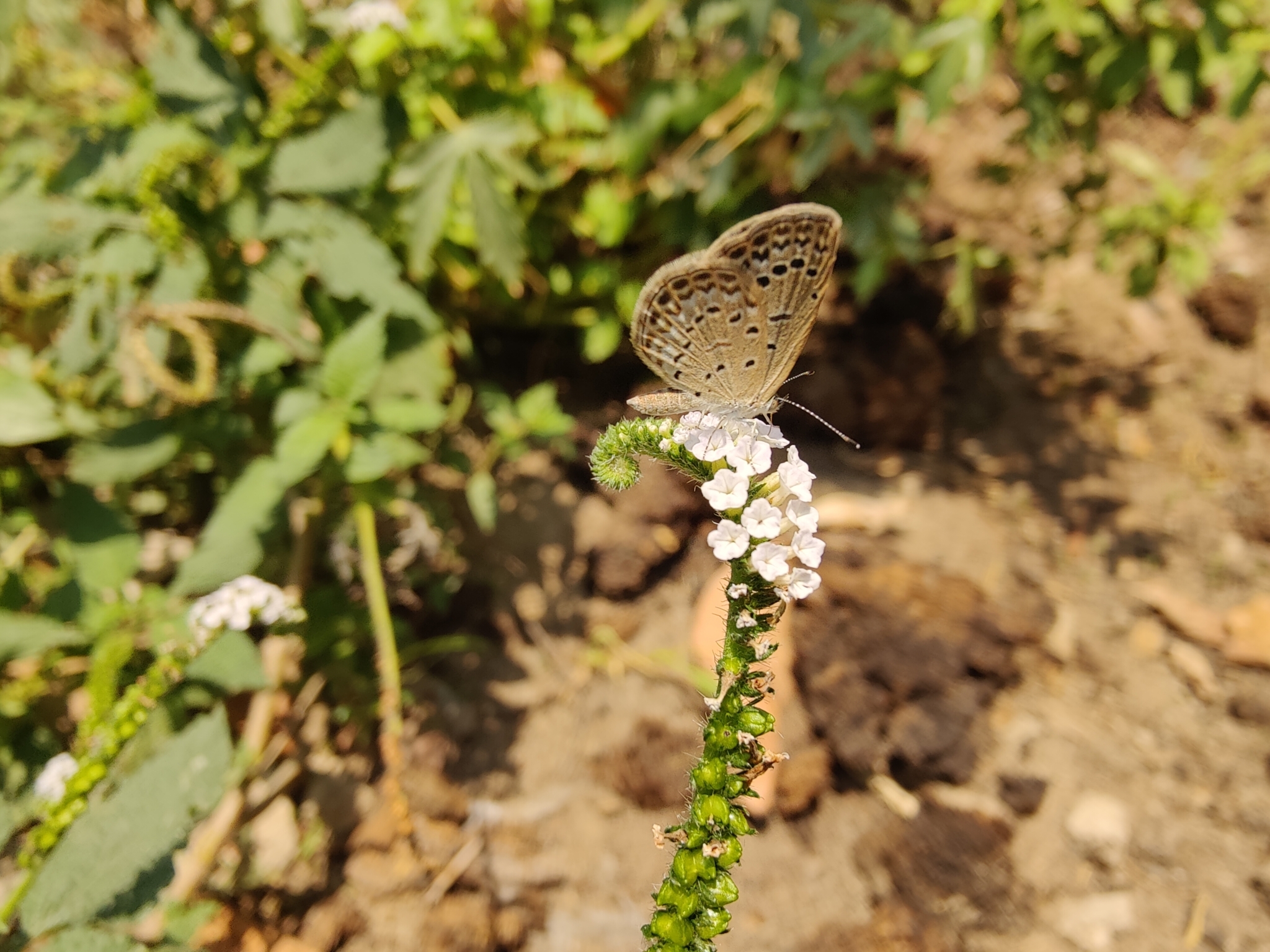 Pale Grass Blue