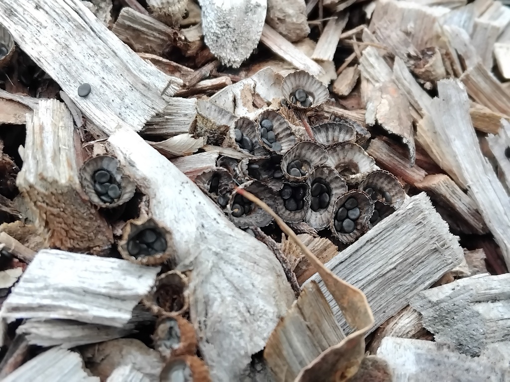Cyathus striatus · April 2025 · photo: © sofiazed1 (iNaturalist, cc-by)