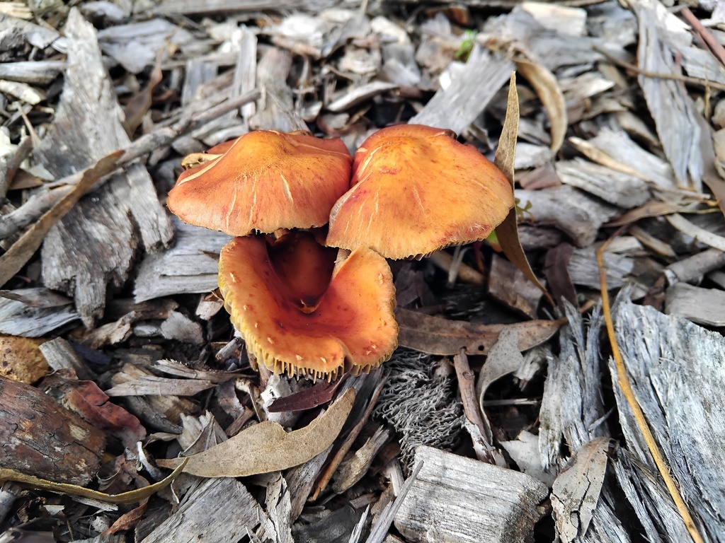 Leratiomyces ceres · April 2025 · photo: © sofiazed1 (iNaturalist, cc-by)