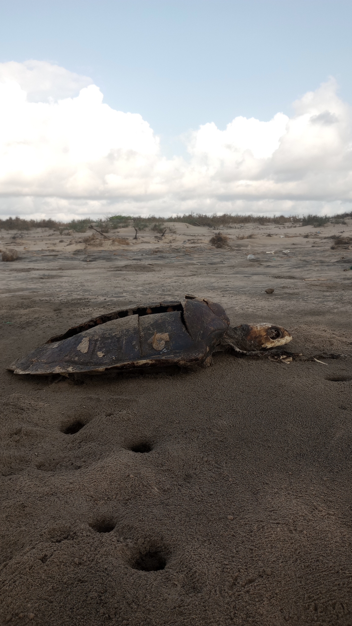 Olive Ridley Sea Turtle