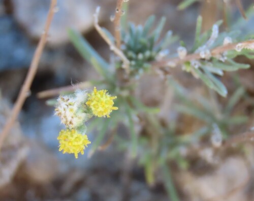 Image of Eriocephalus luederitzianus by no rights reserved