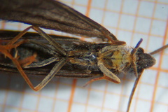 Sericostoma